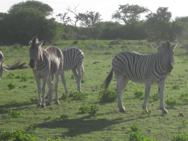 Etosha 352.jpg